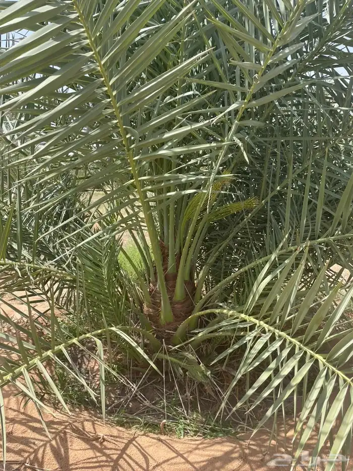 نخل للبيع 3