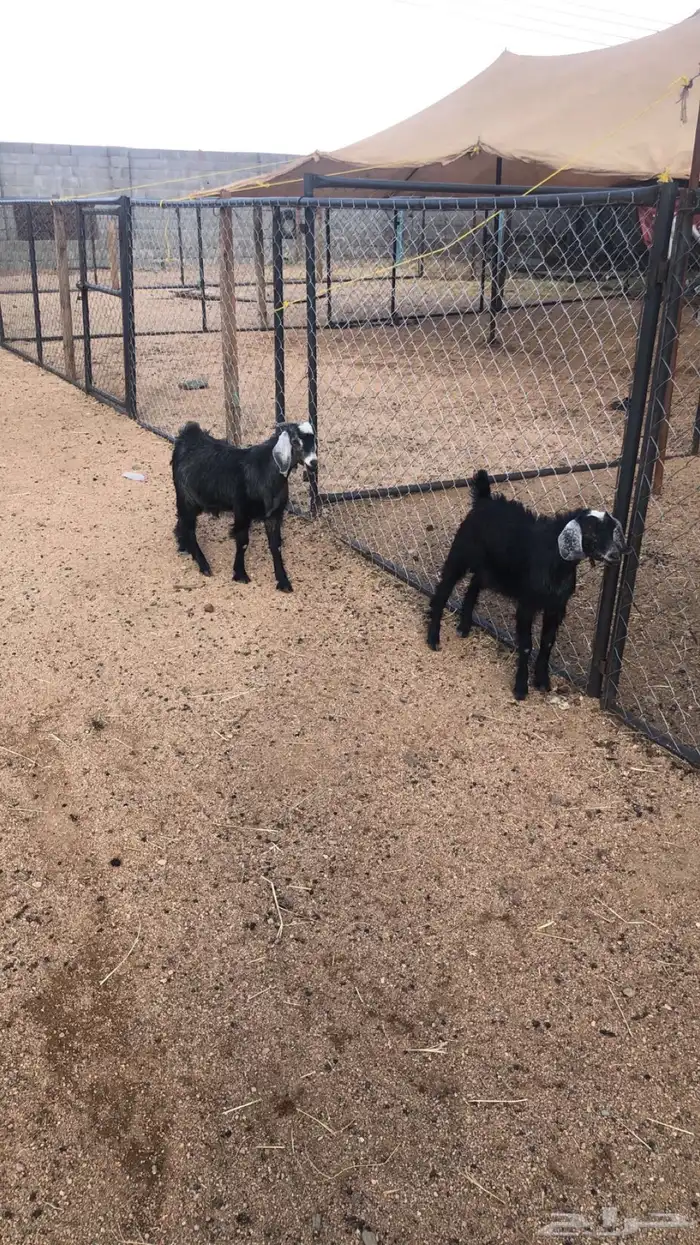 تيوس وخرفان ( ذبح وتوصيل ) 9