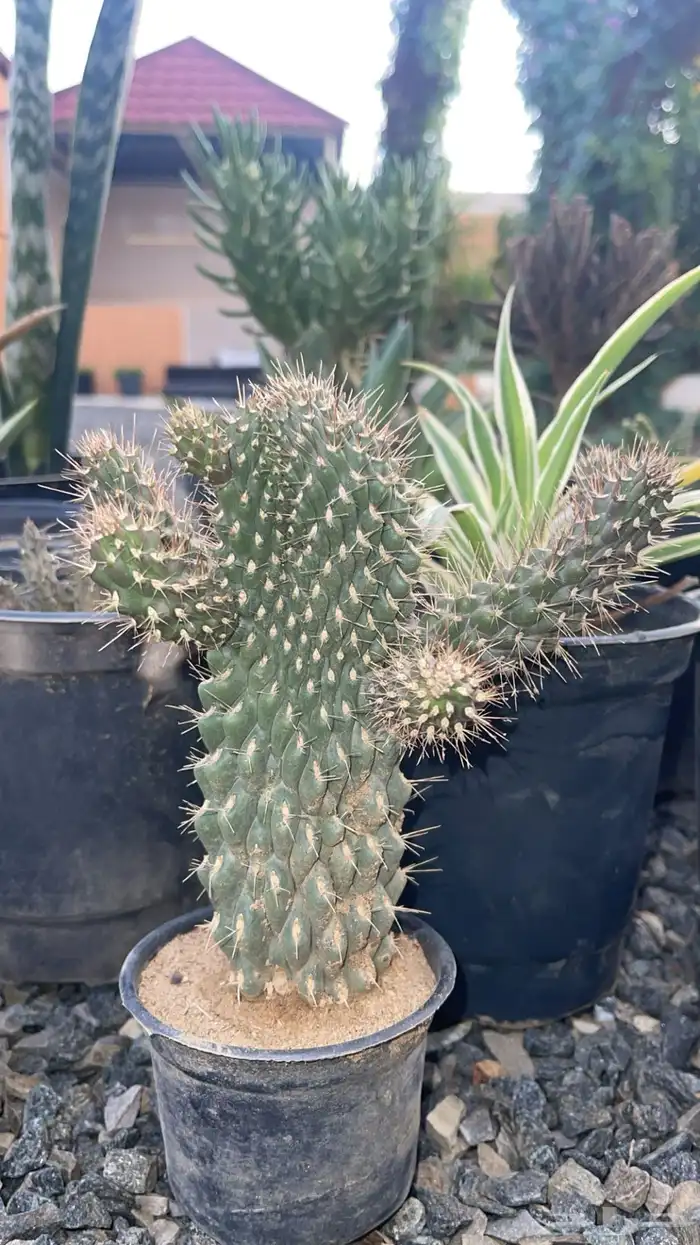 20 نوع صباريات و عصاريات 0