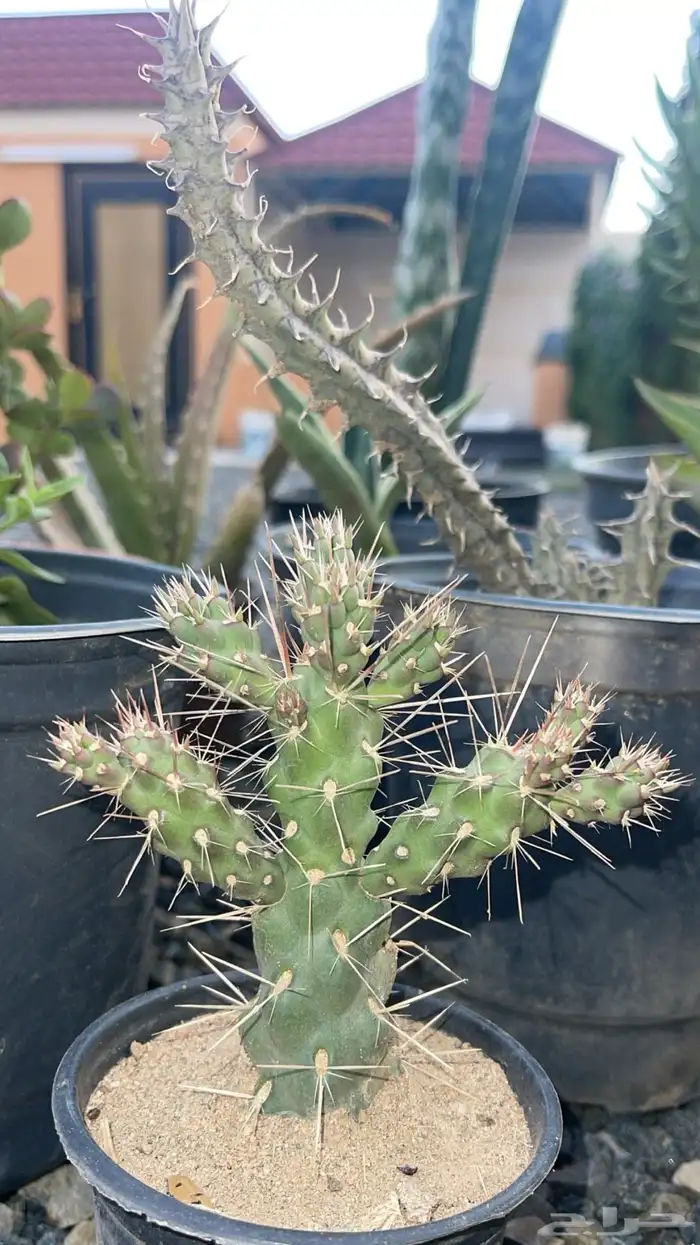 20 نوع صباريات و عصاريات 1