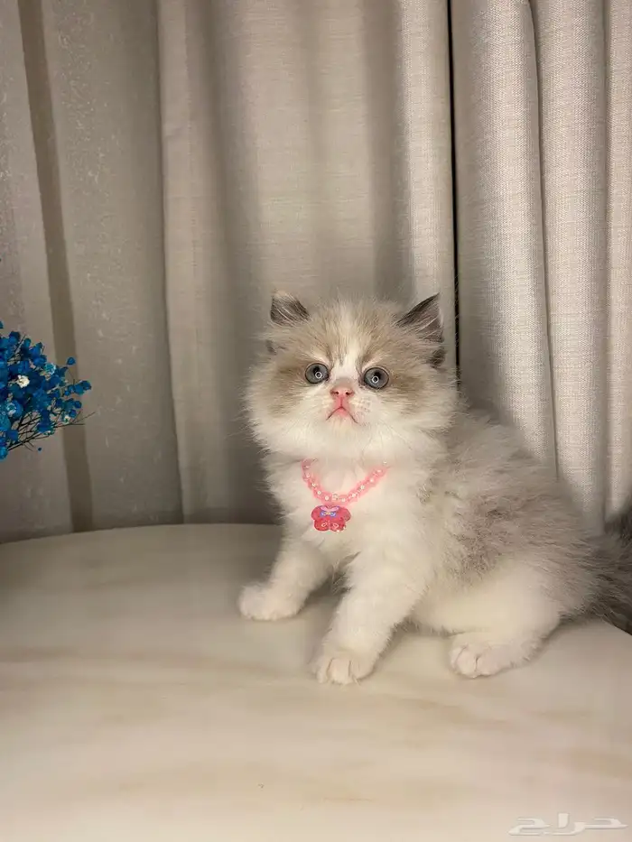 قطط بيرشن وسكوتش للبيع 2