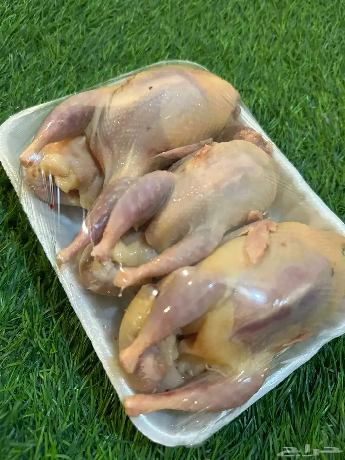 سمان فري مريعي ذبح وتربيه 0