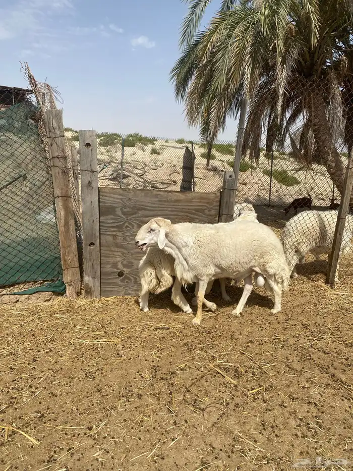 فحول برص الاب وإنتاجه ( مباع ) 6