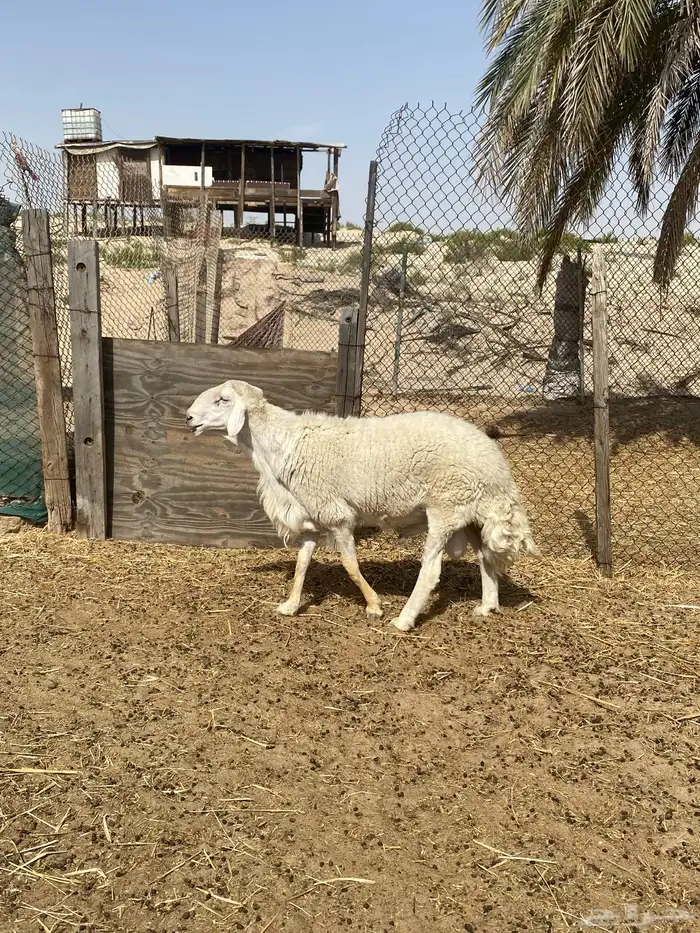 فحول برص الاب وإنتاجه ( مباع ) 8