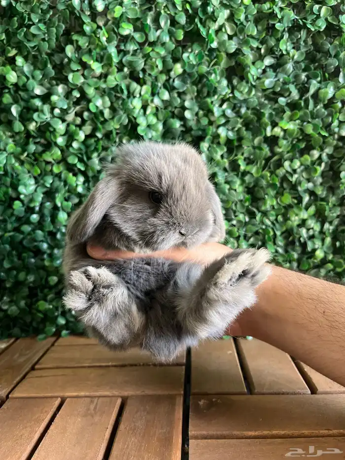 ارانب الهولندلوب 0