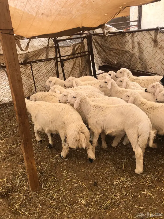 تيوس وخرفان ( ذبح وتوصيل ) 6