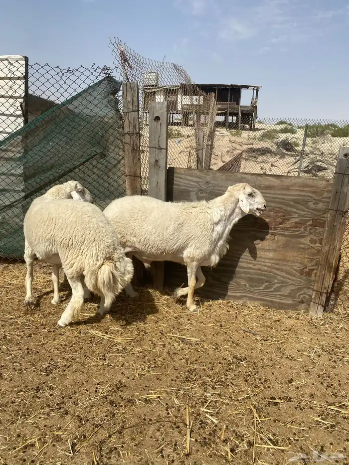 فحول برص الاب وإنتاجه ( مباع ) 0