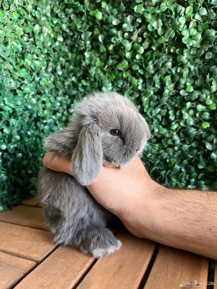 ارانب الهولندلوب 1