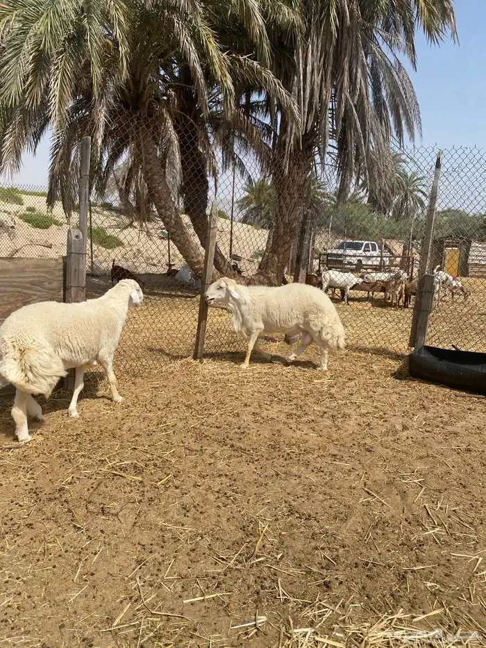 فحول برص الاب وإنتاجه ( مباع ) 5