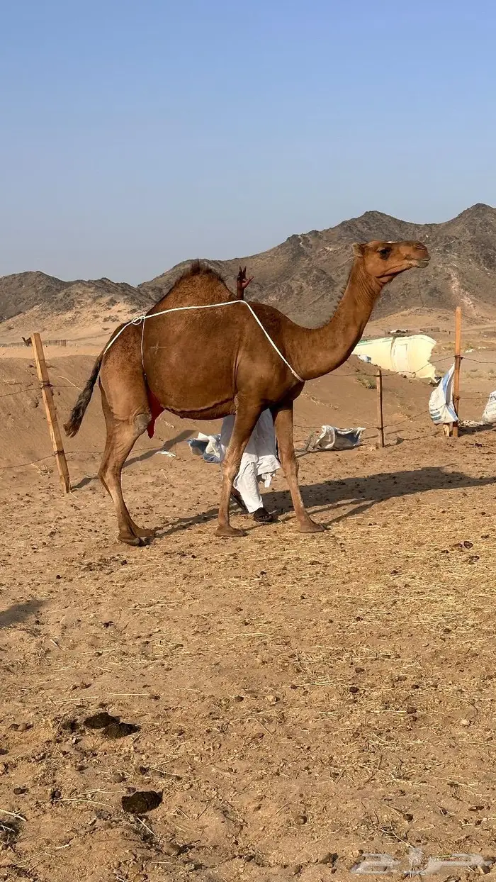 خلفه فارعة حمرا منيحه ((تم البيع)) 3