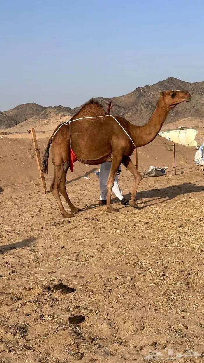 خلفه فارعة حمرا منيحه ((تم البيع)) 5