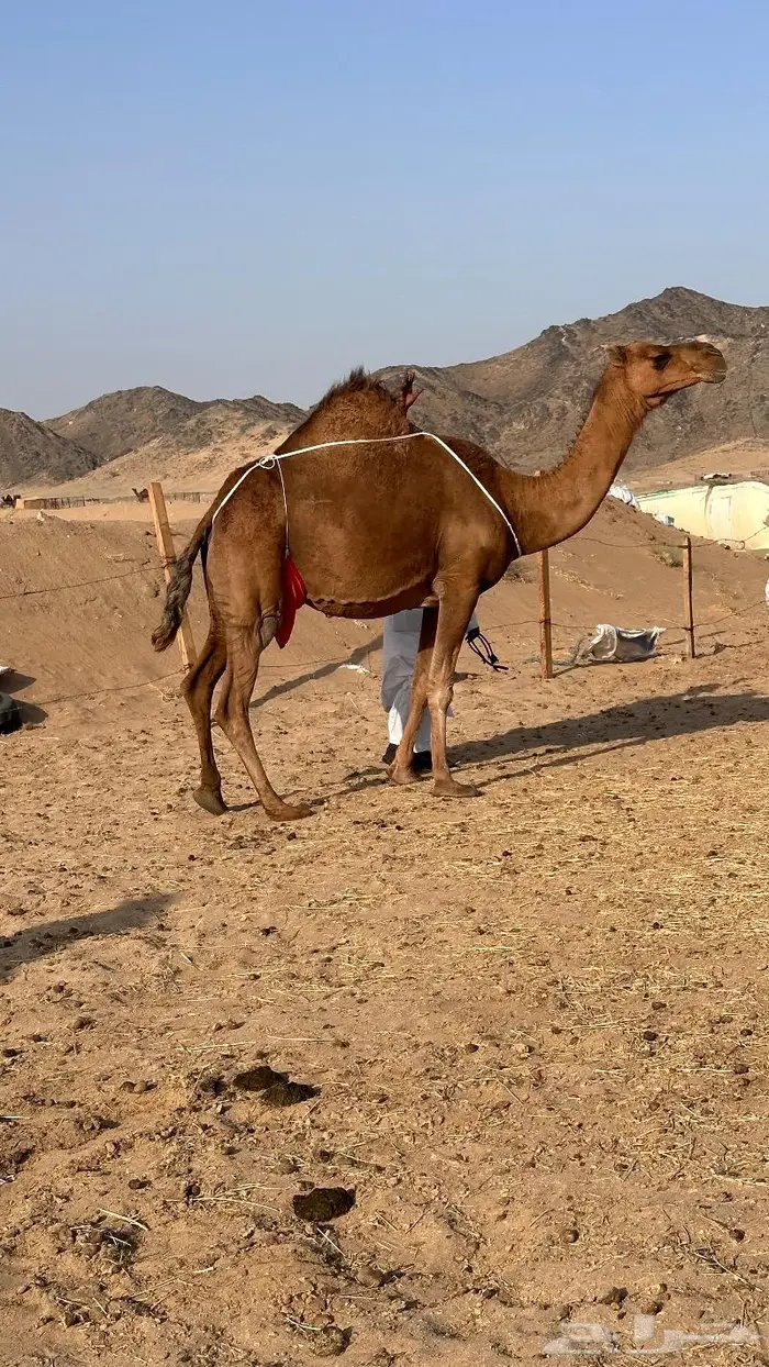 خلفه فارعة حمرا منيحه ((تم البيع)) 2