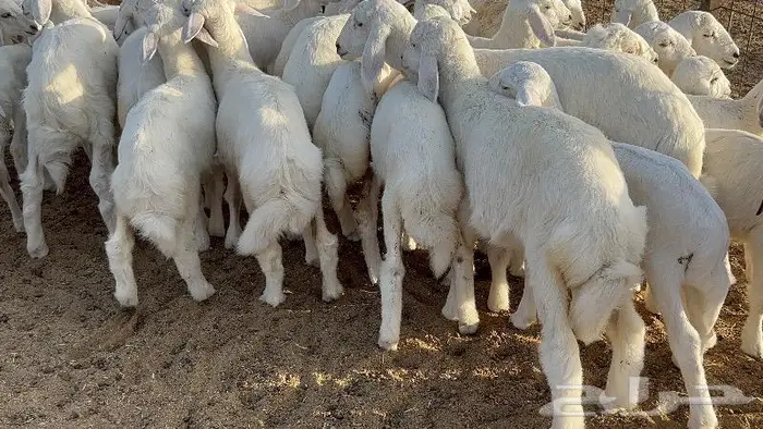 خلفات صغار سن 51 بالفحل تحتها 50 1