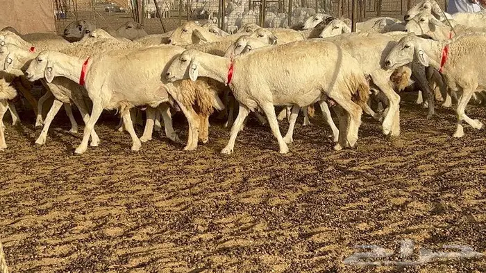 خلفات صغار سن 51 بالفحل تحتها 50 4