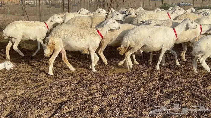 خلفات صغار سن 51 بالفحل تحتها 50 2