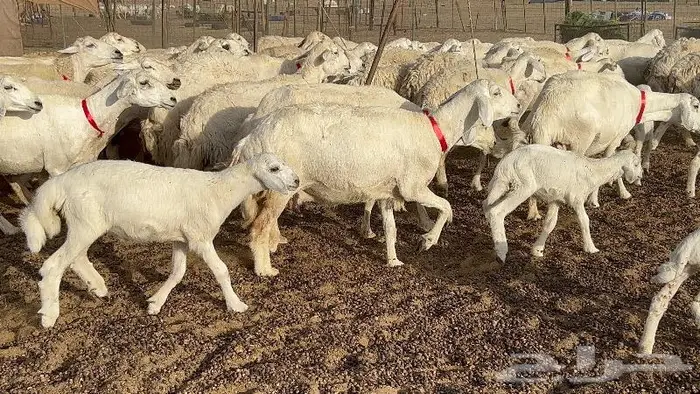 خلفات صغار سن 51 بالفحل تحتها 50 0