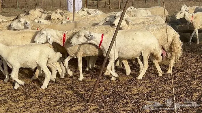 خلفات صغار سن 51 بالفحل تحتها 50 16