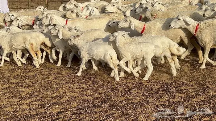 خلفات صغار سن 51 بالفحل تحتها 50 18