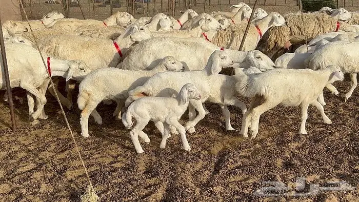خلفات صغار سن 51 بالفحل تحتها 50 19