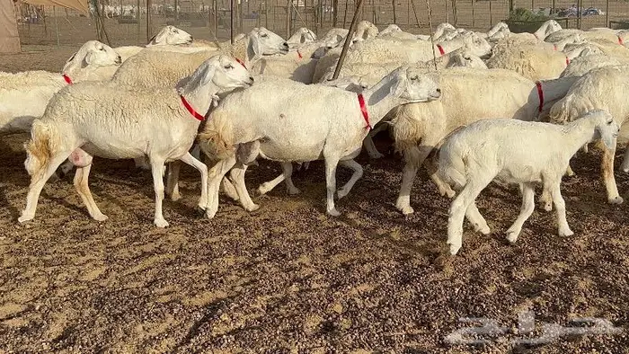 خلفات صغار سن 51 بالفحل تحتها 50 21