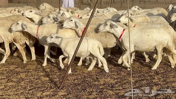 خلفات صغار سن 51 بالفحل تحتها 50 17