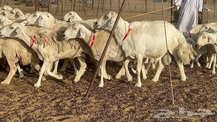 خلفات صغار سن 51 بالفحل تحتها 50 22