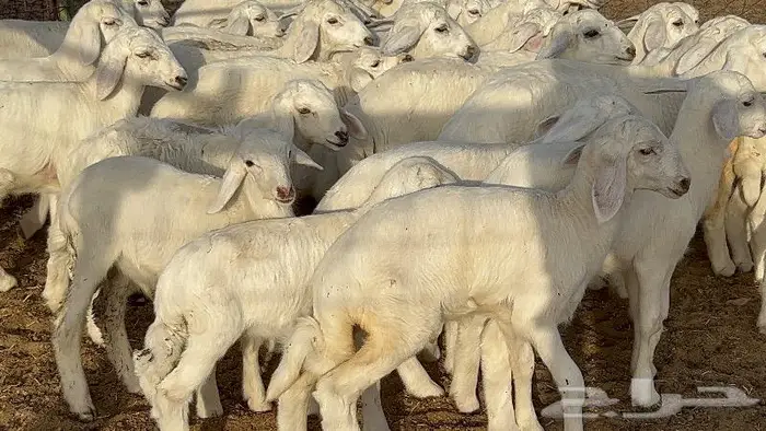 خلفات صغار سن 51 بالفحل تحتها 50 7