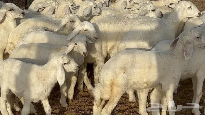 خلفات صغار سن 51 بالفحل تحتها 50 8