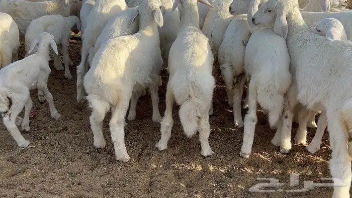 خلفات صغار سن 51 بالفحل تحتها 50 9