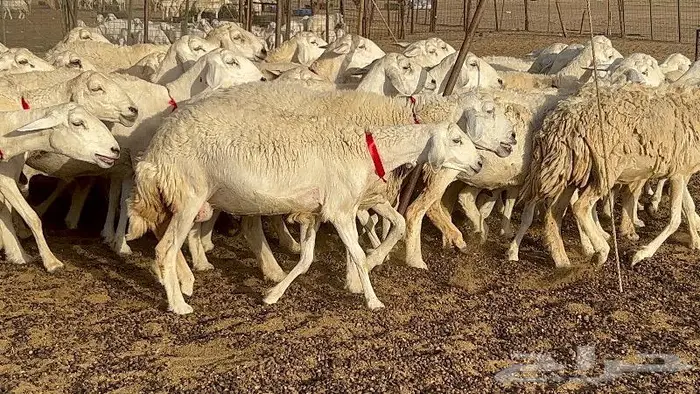 خلفات صغار سن 51 بالفحل تحتها 50 10