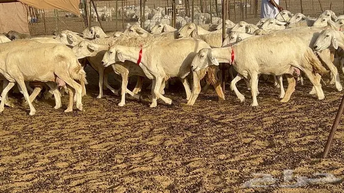خلفات صغار سن 51 بالفحل تحتها 50 11
