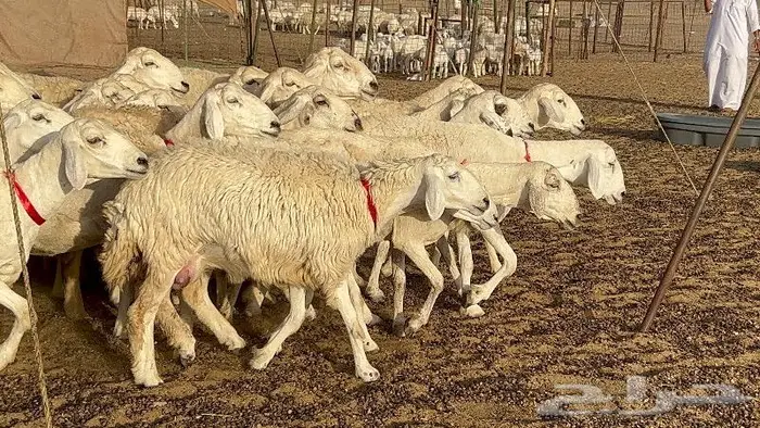 خلفات صغار سن 51 بالفحل تحتها 50 13