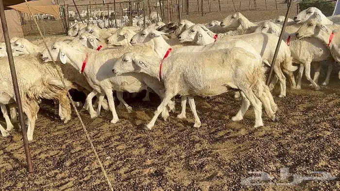 خلفات صغار سن 51 بالفحل تحتها 50 15