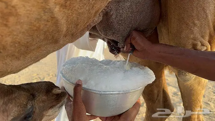 خلفه فارعة حمرا منيحه ((تم البيع)) 0