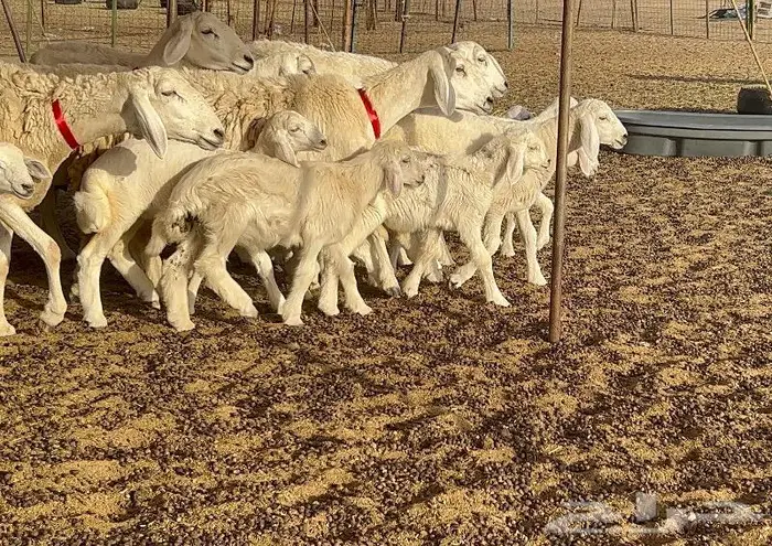 خلفات صغار سن 51 بالفحل تحتها 50 20