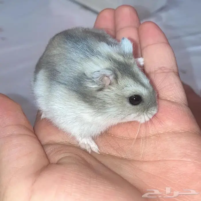 هامستر للبيع 2