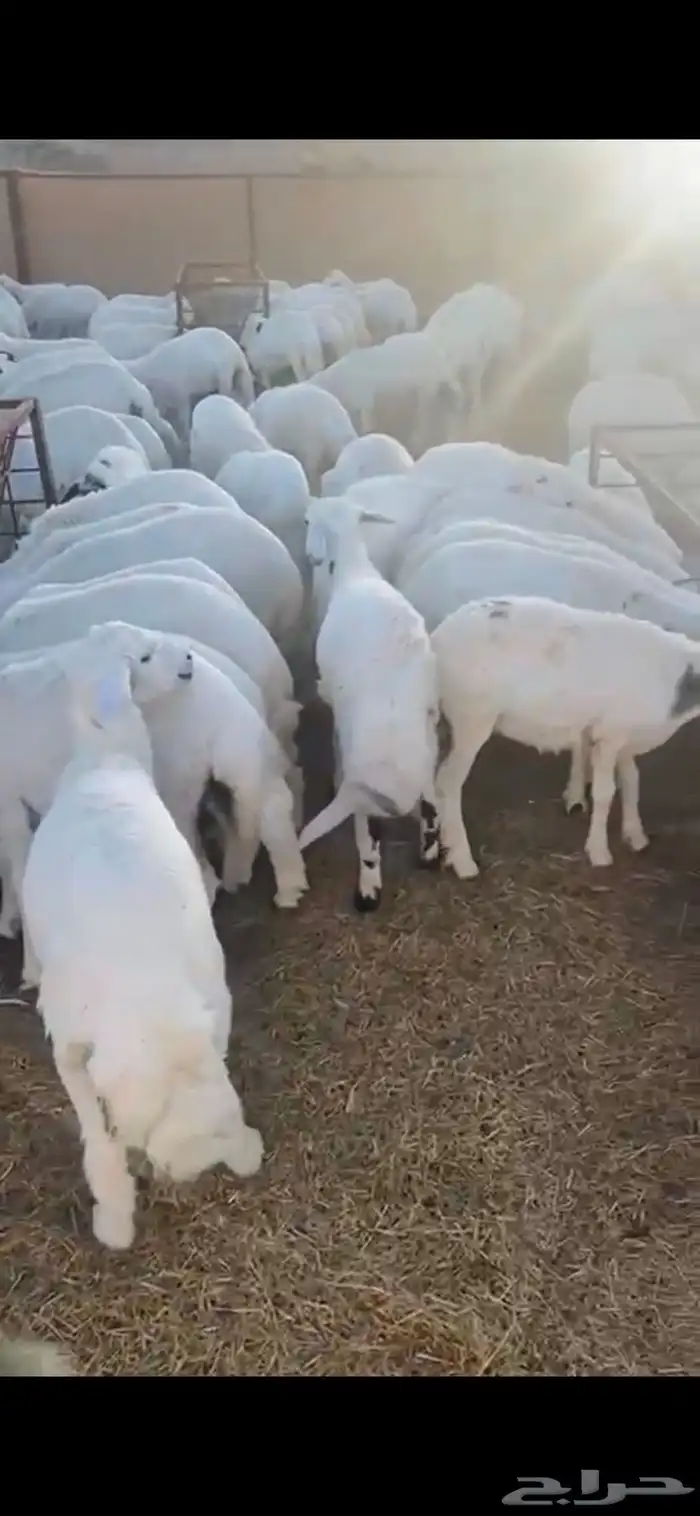 تيوس وخرفان ( ذبح وتوصيل ) 8