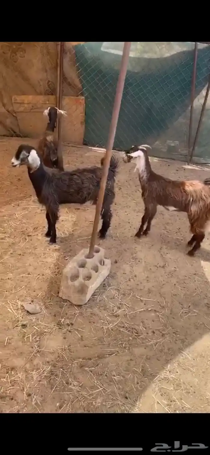 تيوس وخرفان ( ذبح وتوصيل ) 5