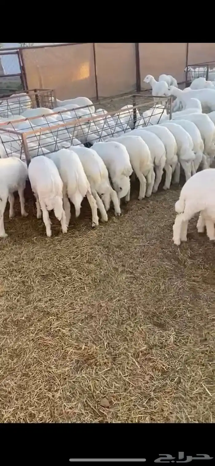 تيوس وخرفان ( ذبح وتوصيل ) 7