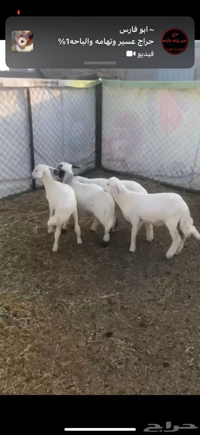 تيوس وخرفان ( ذبح وتوصيل ) 2