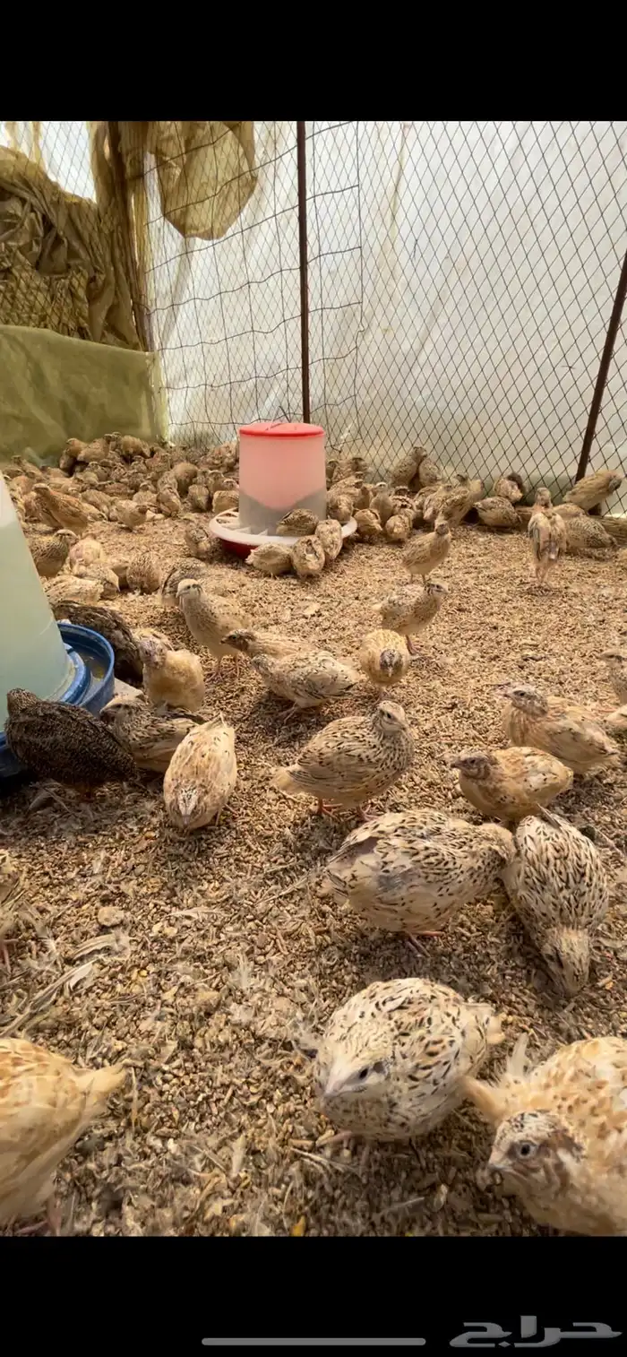 سمان فري مريعي ذبح وتربيه 2