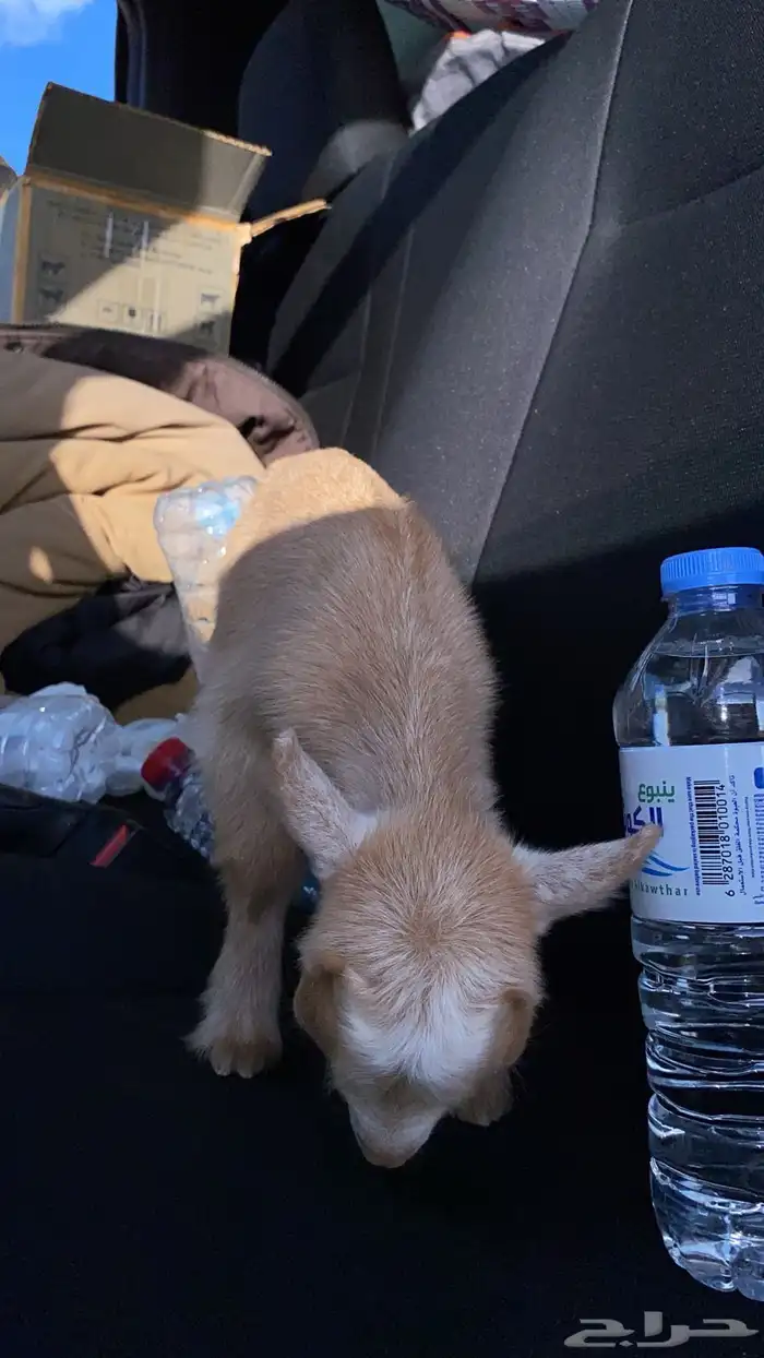 ماعز قزم صغير جدا جميل ومدرب على الرضاعه الماعز القزم 3