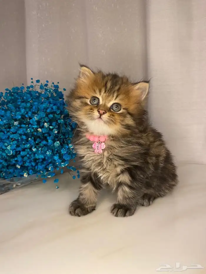 قطط بيرشن وسكوتش للبيع 1