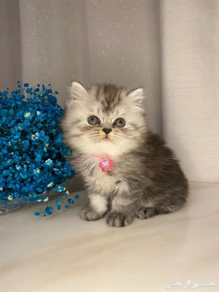 قطط بيرشن وسكوتش للبيع 0