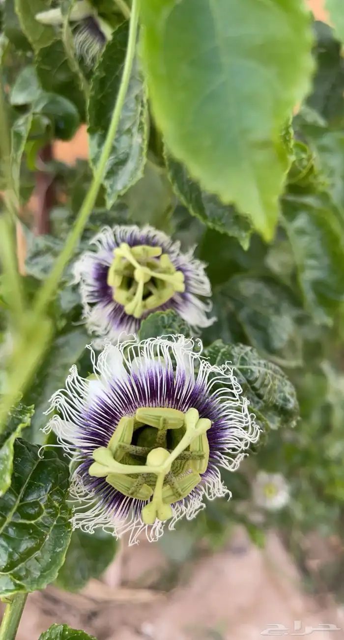 شتلات فاكهة الباشن فروت 5