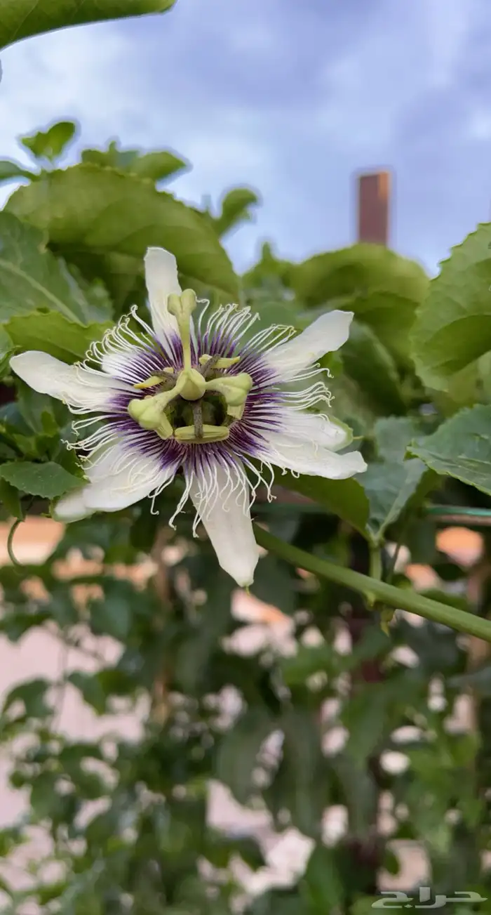 شتلات فاكهة الباشن فروت 3