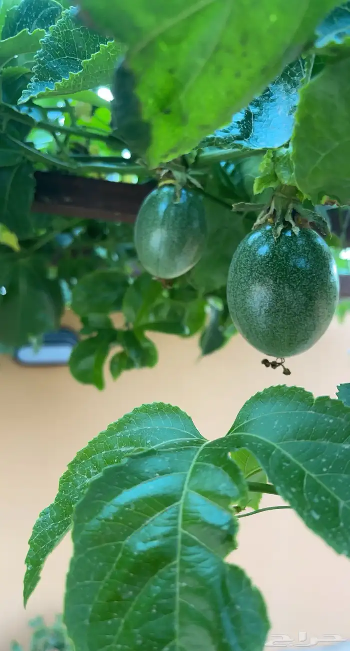 شتلات فاكهة الباشن فروت 4