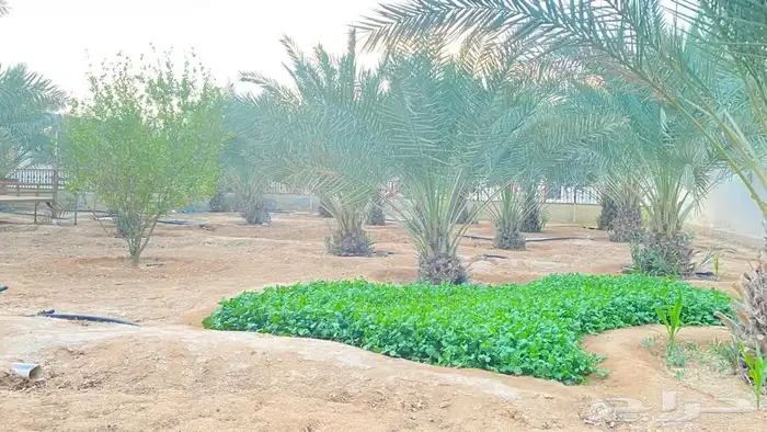 استراحه للايجار في المزاحمية ( جو ) 21
