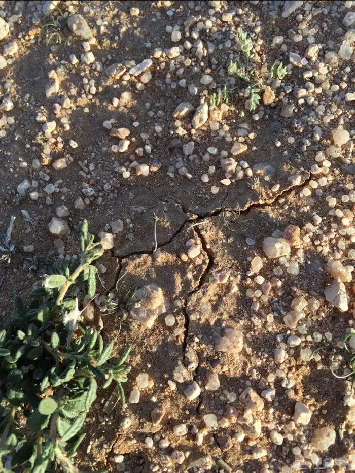 بذور الرقروق المنبت للكمأه او الزبيدي الفقع 1
