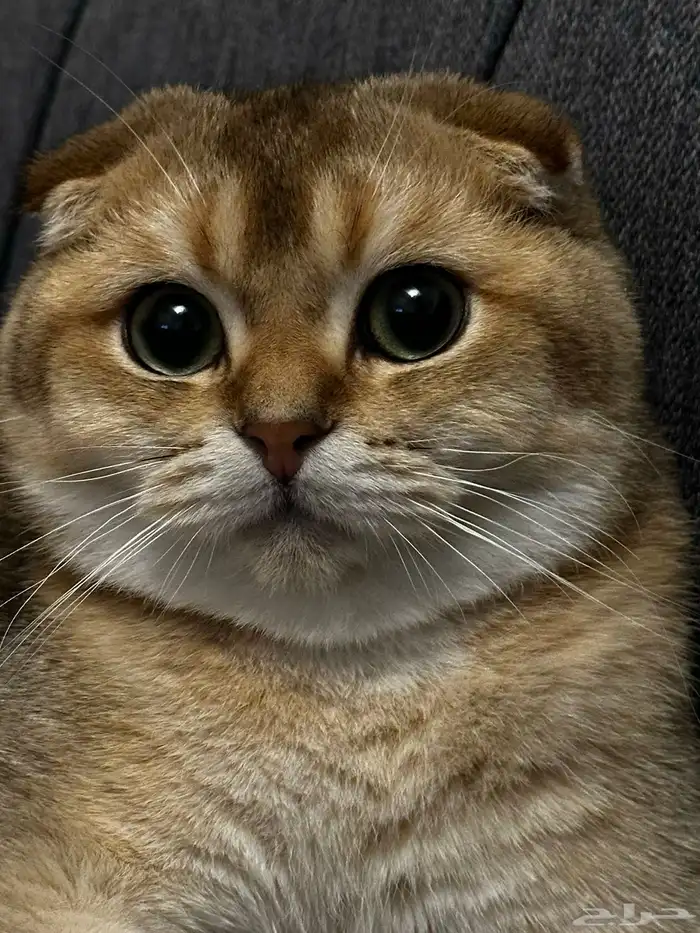 قط سكوتش للتزاوج 0